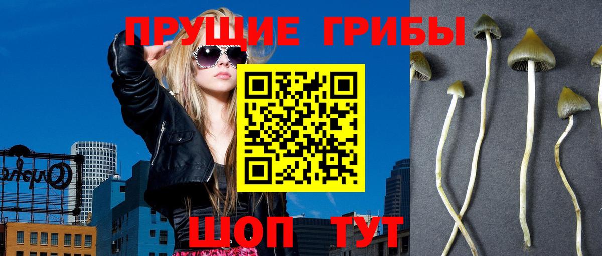 дарнет шоп  Вход с VPN  Сорочинск  Галлюциногенные грибы мицелий 